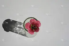 红蜀葵