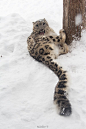 雪豹（Snow leopard）这种生物，光那条长尾巴就占走了一大波萌点(灬ºωº灬)