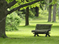 公园的长椅上一个绿色的公园与夏天的树