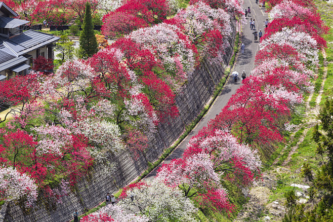 阿奇村是一个桃花村