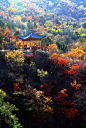 停车坐爱枫林晚：秋天的香山，红叶盛开的缤纷灿烂。