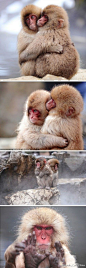 【日本雪猴泡温泉抱团取暖】这是摄影师Kiyoshi Ookawa在日本长野的地狱谷温泉公园游玩时拍下的~~看看这组日本小雪猴抱团取暖、团雪球、泡温泉的可爱表情。好销魂啊