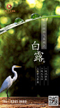 白露节气海报