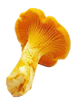 鸡油菌