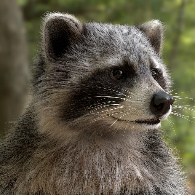 Raccoon-花瓣网