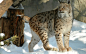 General 1920x1200 lynx cat big cats