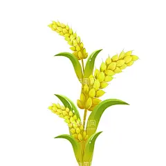 麦子  - 源文件下载【酷图网】麦子,麦子元素,麦子素材,麦子装饰,插画麦子,手绘麦子,手绘元素,手绘素材,手绘装饰,大麦,大麦元素,大麦素材,食物,食材,食材元素,食材素材,食材装饰