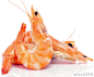 shrimp.jpg (969×800)