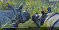 加济兰加国家公园里的两头印度犀，印度阿萨姆邦 (© Robert Harding World Imagery/Shutterstock) | 必应每日高清壁纸 - 精彩,从这里开始
