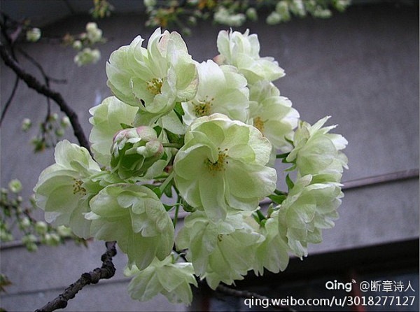 绿樱花，花语：纯洁，淡薄。