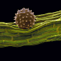 Indian mallow


Abutilon pictum

Spines on Indian mallow pollen help it cling to bird feathers.