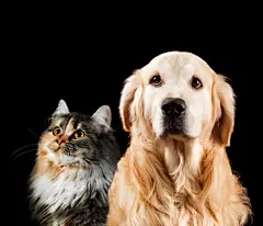 点击来源直接获取大图文件 |猫和狗的特写肖像。黑色背景隔离。金毛寻回犬和西伯利亚犬