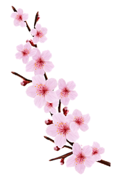 Mervin~~采集到樱花