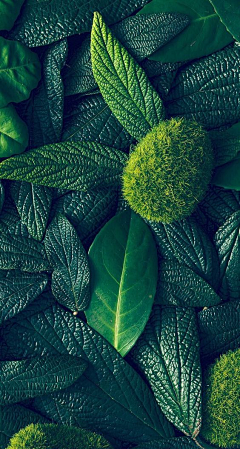 琪琪aa0采集到素材——植物
