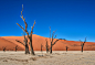 deadvlei of sosousvlei by Peter Schoeman on 500px