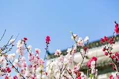 露兜采集到花