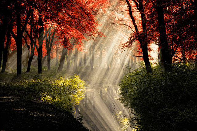 阳光普照的枫树林