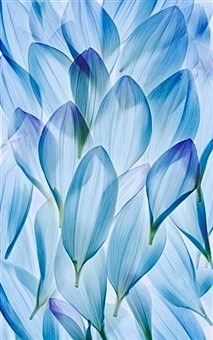 blue dahlia petals |...