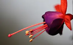 【V粉壁纸】唯美吊钟海棠花卉高清壁纸-中关村在线手机论坛