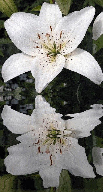 Easter Lily