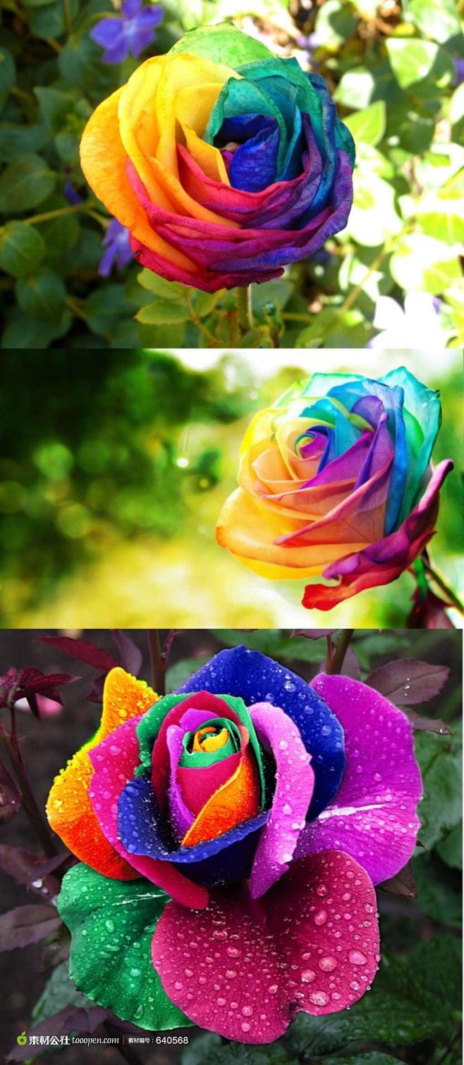 彩色玫瑰花摄影素材