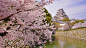 盛开的樱花和姬路城，日本姬路 (© Tororo/Getty Images) | 必应每日高清壁纸 - 精彩,从这里开始