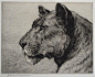 Herbert Thomas Dicksee (1862-1942) Head of a lioness Signed Etching unframed 19 x 24cm; 7½ x 9½in