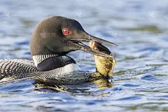 常见的笨蛋钓鱼