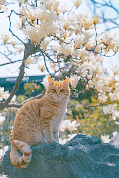 白羊·黑键采集到猫猫