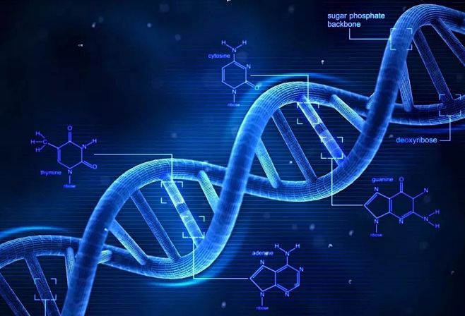 基因是指能够产生有功能蛋白质或是rna产...