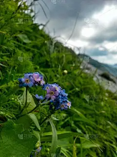 忘记我不是晴天的花。属硼砂科植物