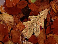 2010年10月秋景普月历壁纸桌面壁纸3