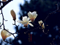 清明时节·陶然亭 #摄影##花卉#