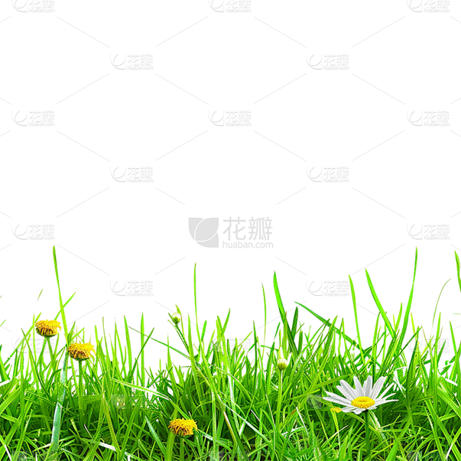 植物通用实景绿色长草地元素素材