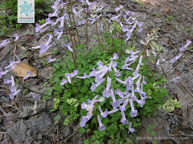 夏天无 Corydalis decumb...