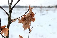 伤感的天气。冬天的风景。雪自然。