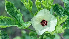 秋葵,美,水平画幅,美人,图像,特写,开花时间间隔,部分,白色,植物