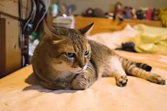 点击来源直接获取大图文件 |cat lying on bed