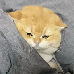 60张坡坡表情包原图攻击。#图文伙伴计划2024 #谁能 - 抖音