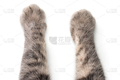 onetagain采集到猫