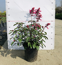 ZOE-zhong采集到观赏草