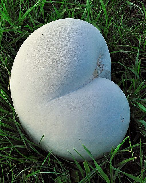 Giant puffball