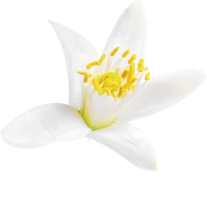 橙花