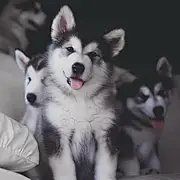 丶北渚
