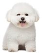 比熊4