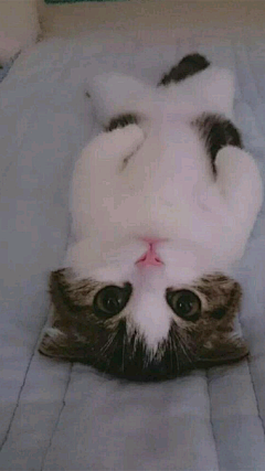 萌萌哒小奶猫(4)_LoveRose手机壁纸高清大图下载