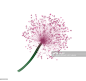 Lucy ball flower (Allium sp.), X-ray