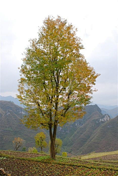 怪阿姨啊啊啊啊采集到景观-种植设计