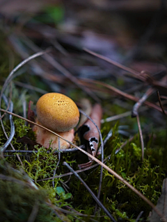 Mickey_pp采集到蘑菇菌子