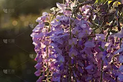 怀斯特里亚花